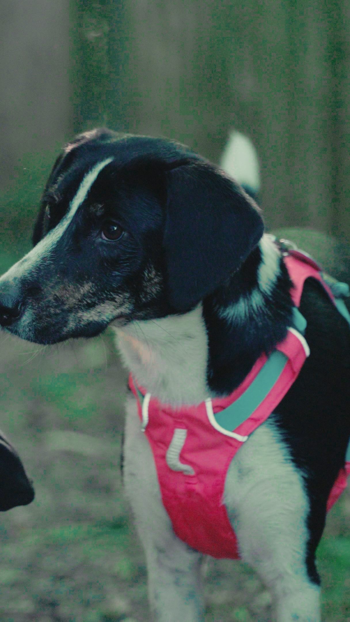 „Vom lästigen Geschenk zum geliebten Familienmitglied“ 

Die nächste Kurzgeschichte über Suki und Tina, die wir bei @teamlewis_de für den Verein Tierhilfe Fünfseenland e.V. (@tierhilfe_fuenfseenland) produziert haben.

#videoproductioncompany #charity #support #charitysupport #videoproduction #storytelling #local #hund #katze #tierhilfe #tierschutz #tierschutzverein #unterstützung #marketingconsulting #marketing #videoschnitt #storyteller #story #agencylife #filmmaker #filmmakerslife #filmmaking